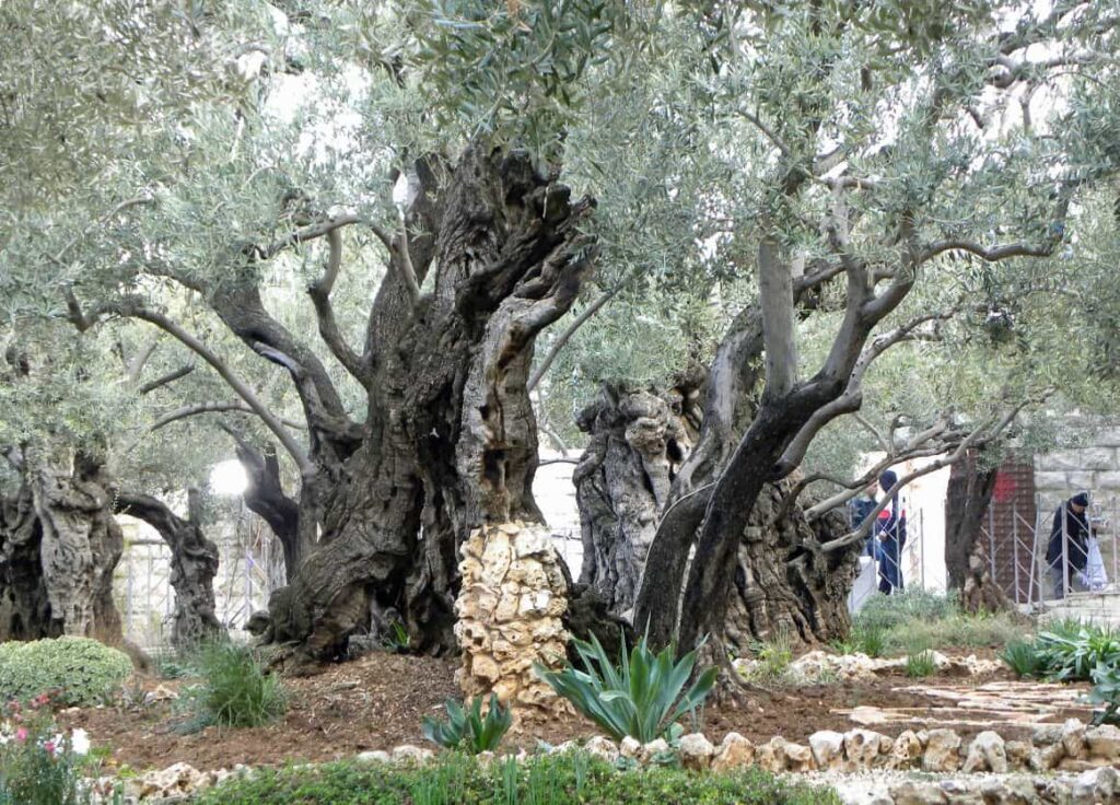 the old garden of  Gethsemane,